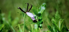 Cleistesiopsis divaricata