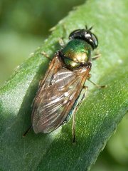 Chloromyia