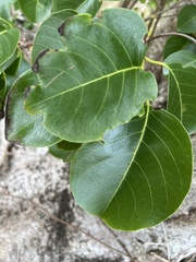 Pisonia subcordata