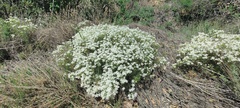 Leptosiphon floribundus glaber
