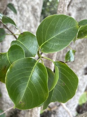 Pisonia subcordata