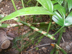 Rhaphidophora decursiva