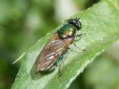 Chloromyia