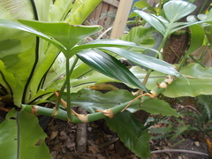 Rhaphidophora decursiva