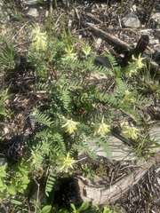Astragalus crassicarpus
