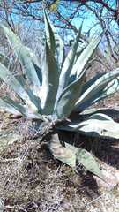 Agave americana expansa