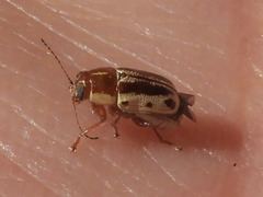 Pachybrachis bivittatus