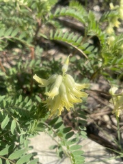 Astragalus crassicarpus