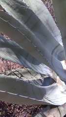 Agave americana expansa