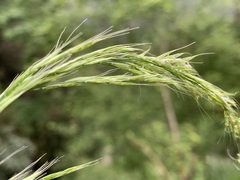 Trisetum bifidum