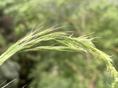 Trisetum bifidum