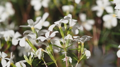 Leptosiphon floribundus glaber