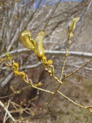 Salix lutea