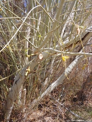 Salix lutea