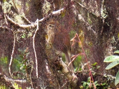 Asthenes urubambensis