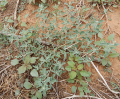 Chenopodium incanum