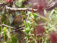 Asthenes urubambensis
