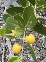 Elaeodendron xylocarpum