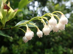 Vaccinium wrightii