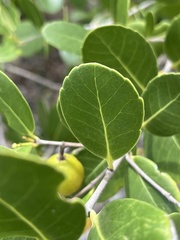 Elaeodendron xylocarpum