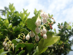 Vaccinium wrightii