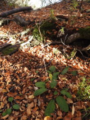 Adenocaulon chilense