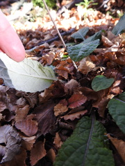 Adenocaulon chilense