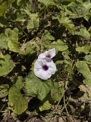 Ipomoea tiliacea