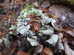 Nephroma antarcticum