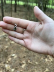 Araneus bicentenarius