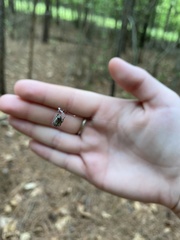 Araneus bicentenarius
