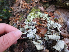 Nephroma antarcticum