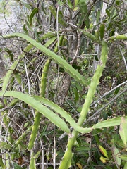 Selenicereus triangularis