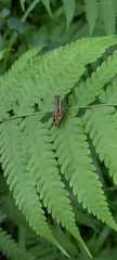 Acrididae