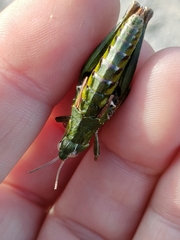 Sigaus campestris