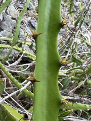 Selenicereus triangularis