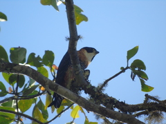 Falco deiroleucus