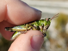 Sigaus campestris