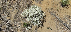 Leptosiphon floribundus glaber
