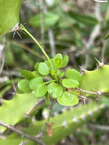 Jumbie potato (Ipomoea eggersiana)