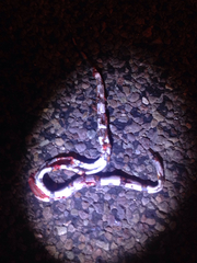 Lampropeltis alterna