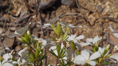 Leptosiphon floribundus glaber