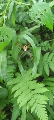 Araneae