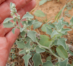Chenopodium incanum