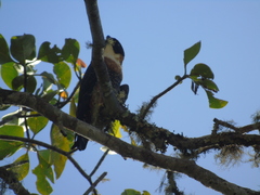 Falco deiroleucus