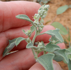 Chenopodium incanum