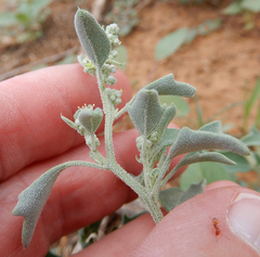 Chenopodium incanum