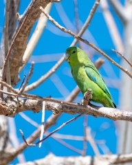 Forpus cyanopygius insularis