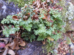 Asplenium dareoides