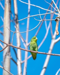 Forpus cyanopygius insularis